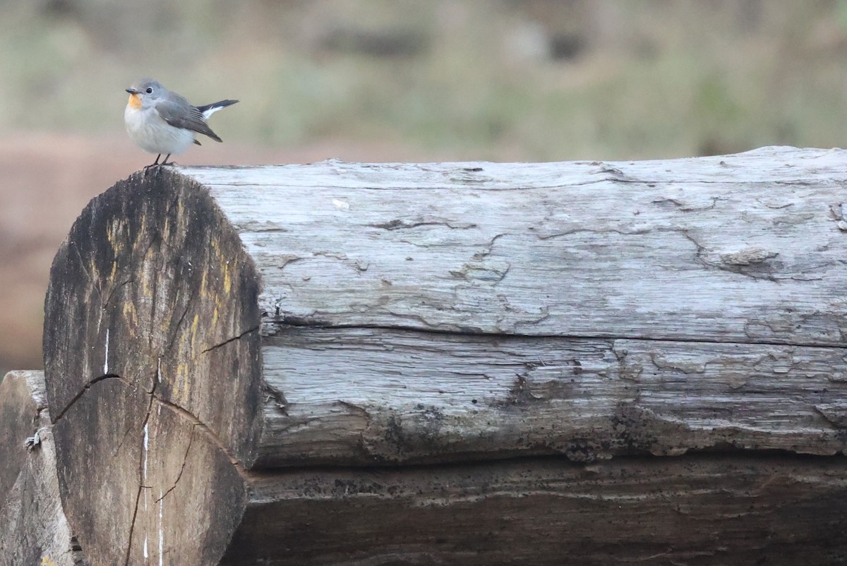Taiga Flycatcher - ML629228997