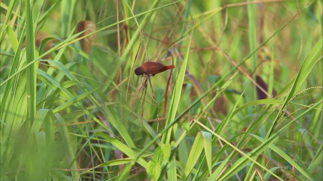 Chestnut Munia - ML629229386