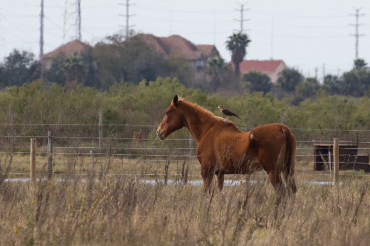 čimango žlutavý - ML629229571