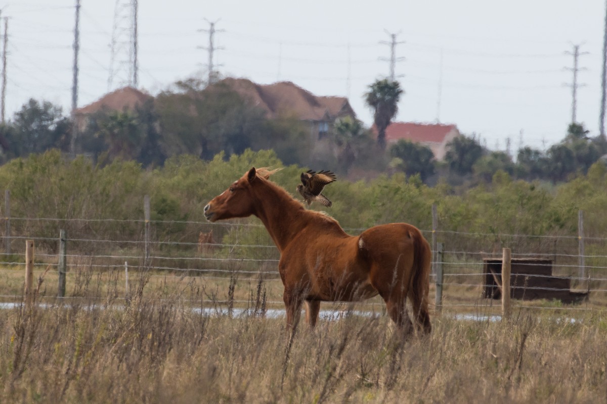 čimango žlutavý - ML629229572