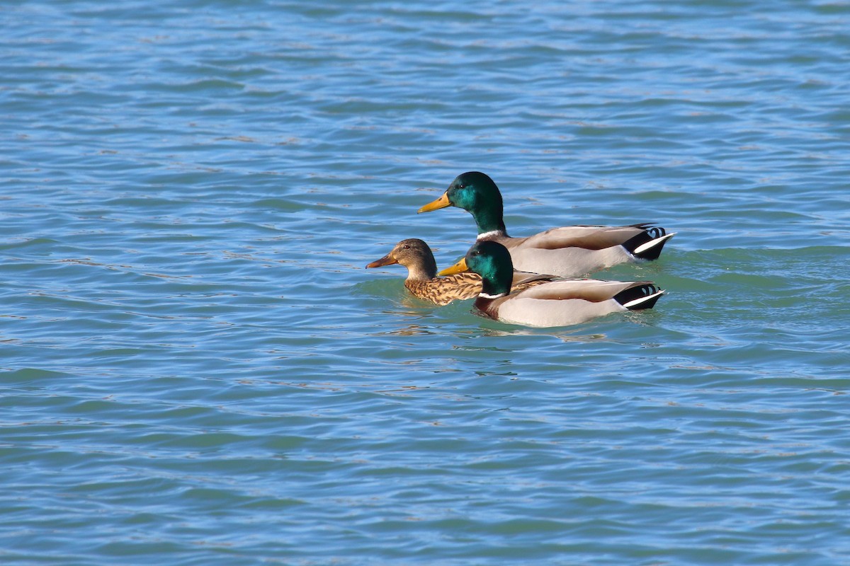Mallard - ML629229834