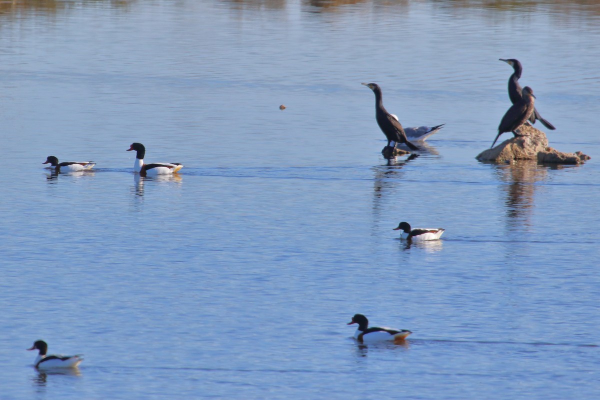 Common Shelduck - ML629229843
