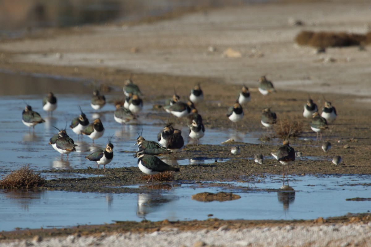 Northern Lapwing - ML629229852