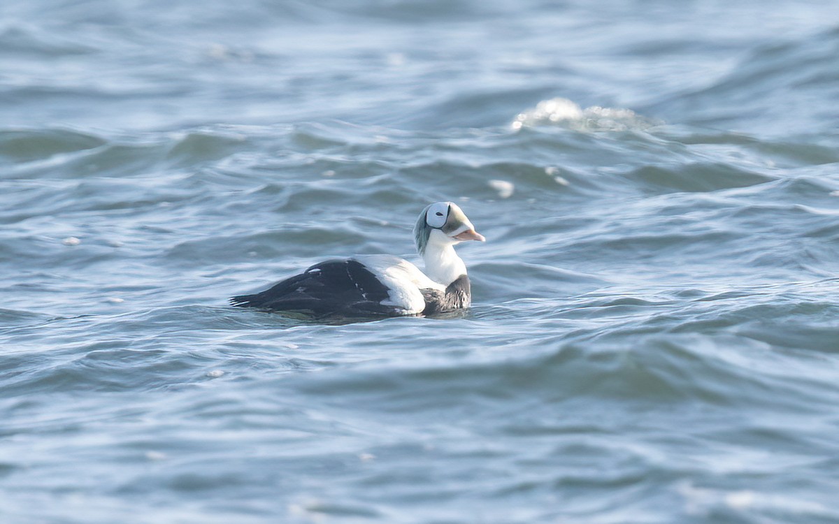 Spectacled Eider - ML629230006