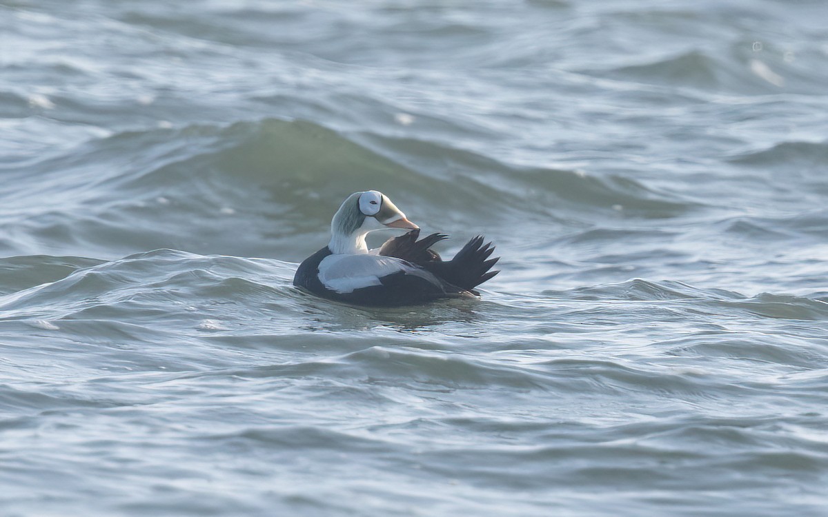 Spectacled Eider - ML629230007