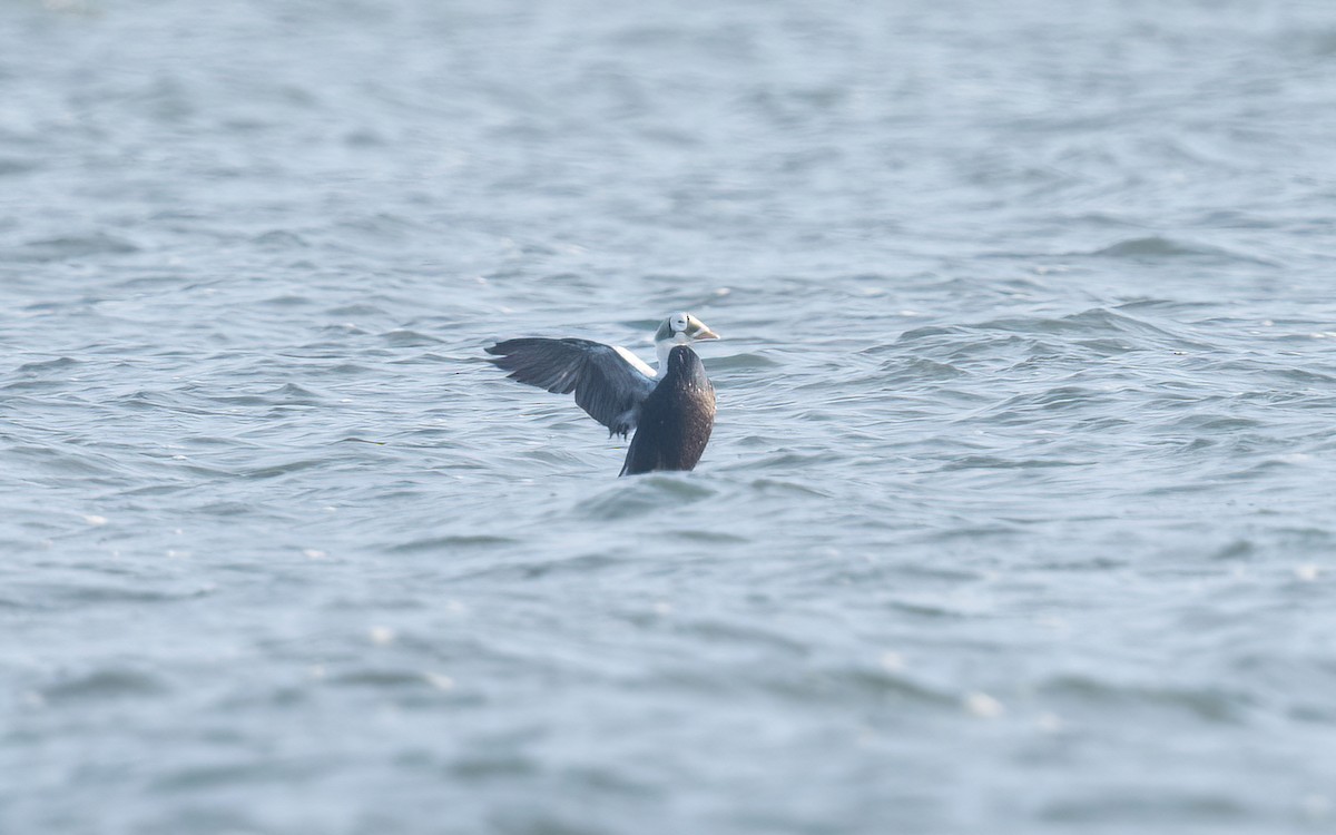 Spectacled Eider - ML629230008