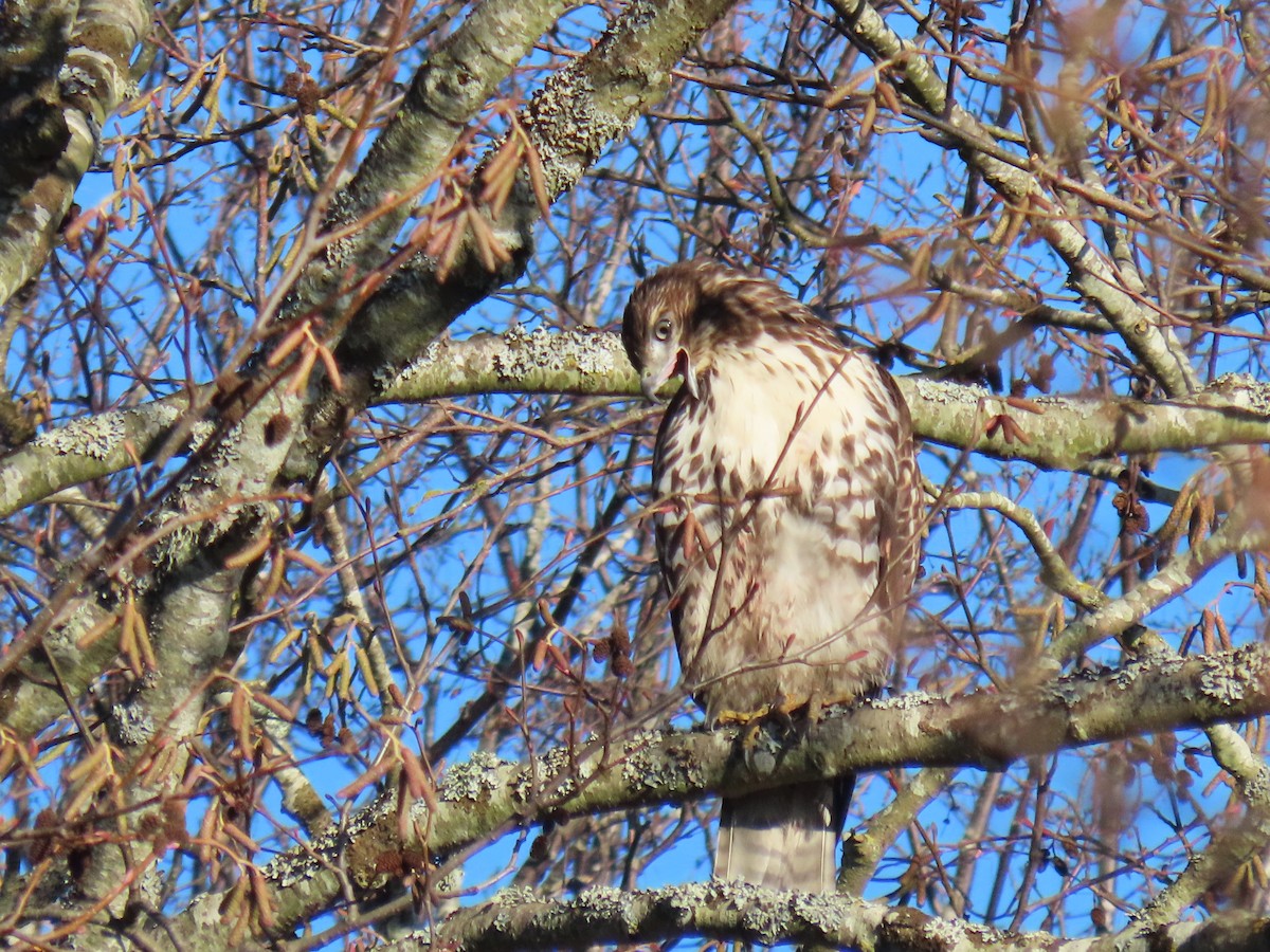 Red-tailed Hawk - ML629230231