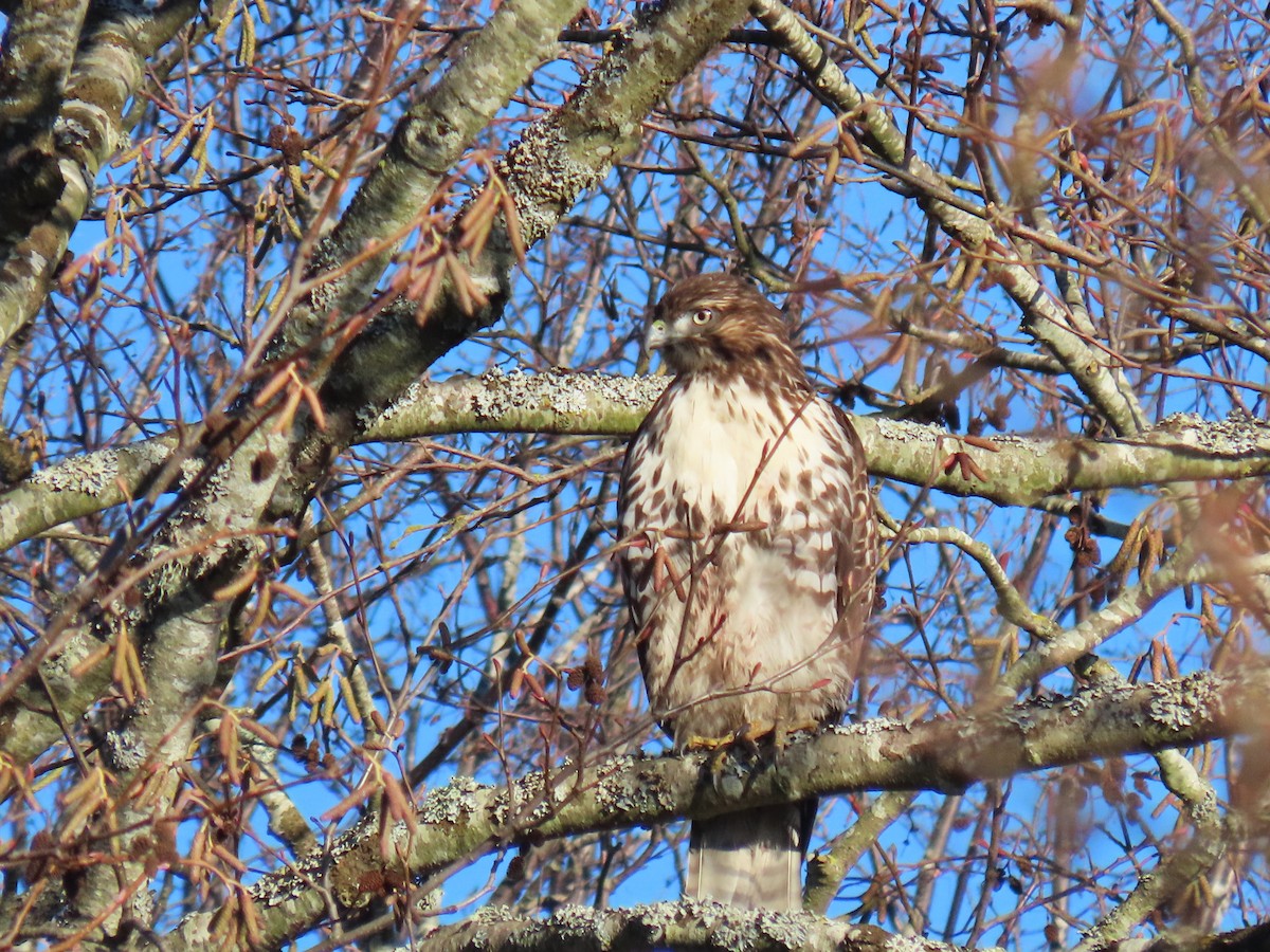 Red-tailed Hawk - ML629230232