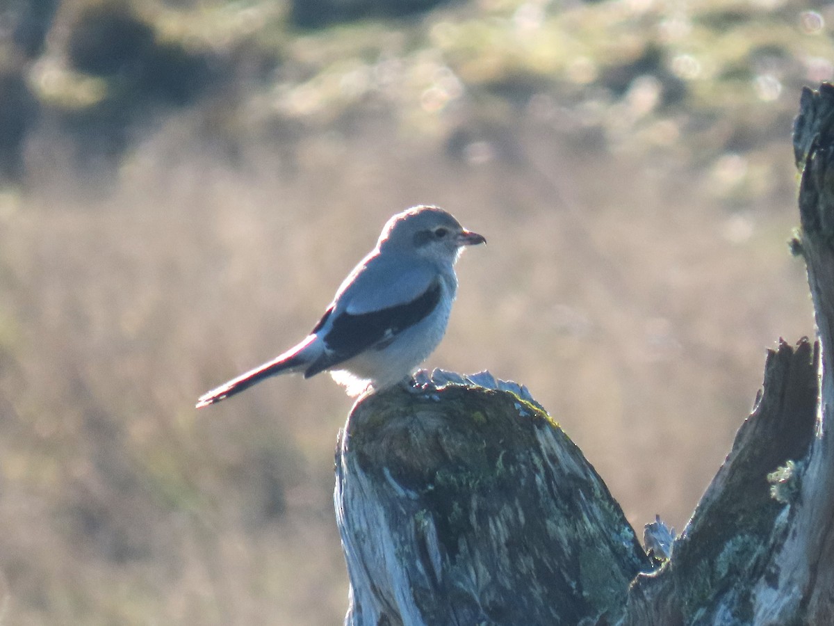 Northern Shrike - ML629230252