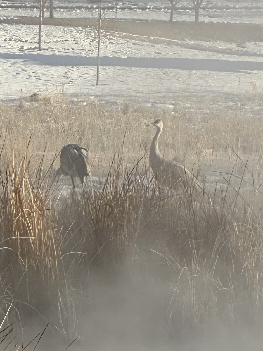 Sandhill Crane - ML629230485