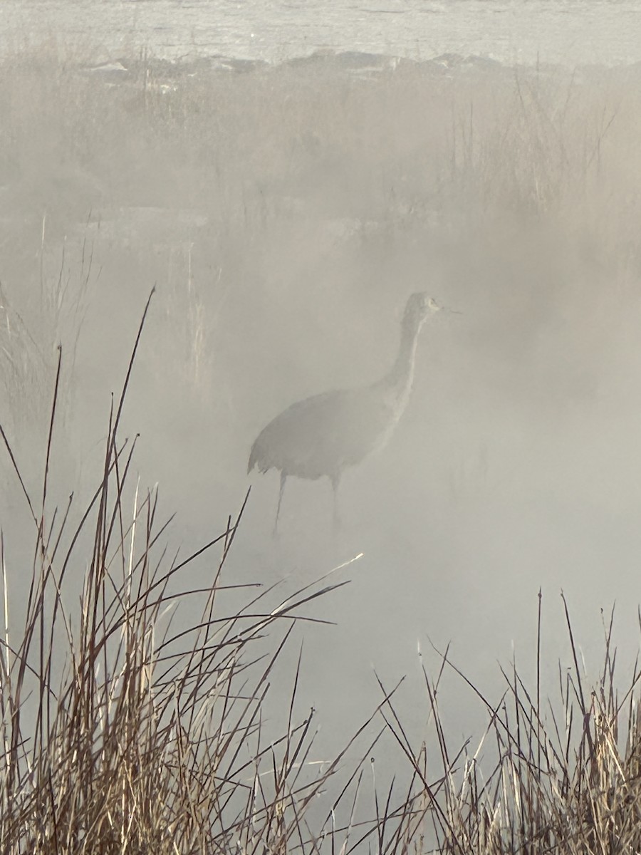 Sandhill Crane - ML629230486