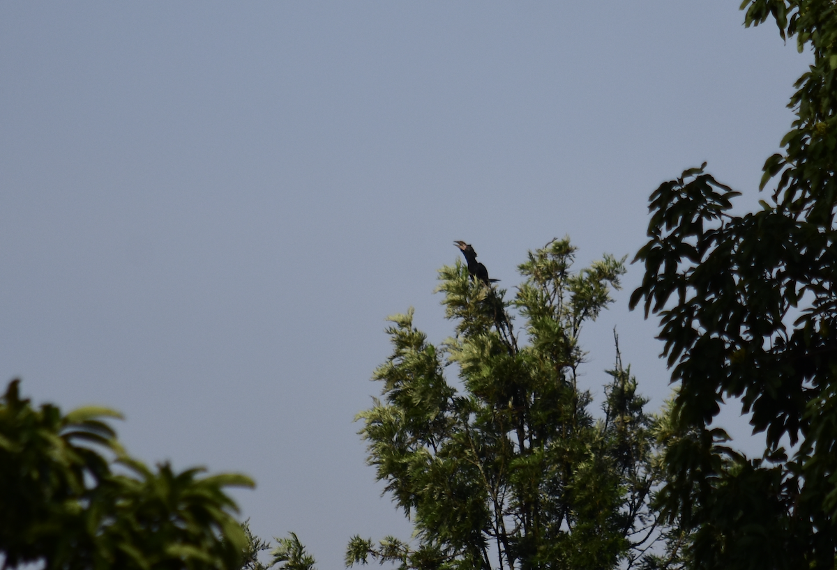 Silvery-cheeked Hornbill - ML629230620