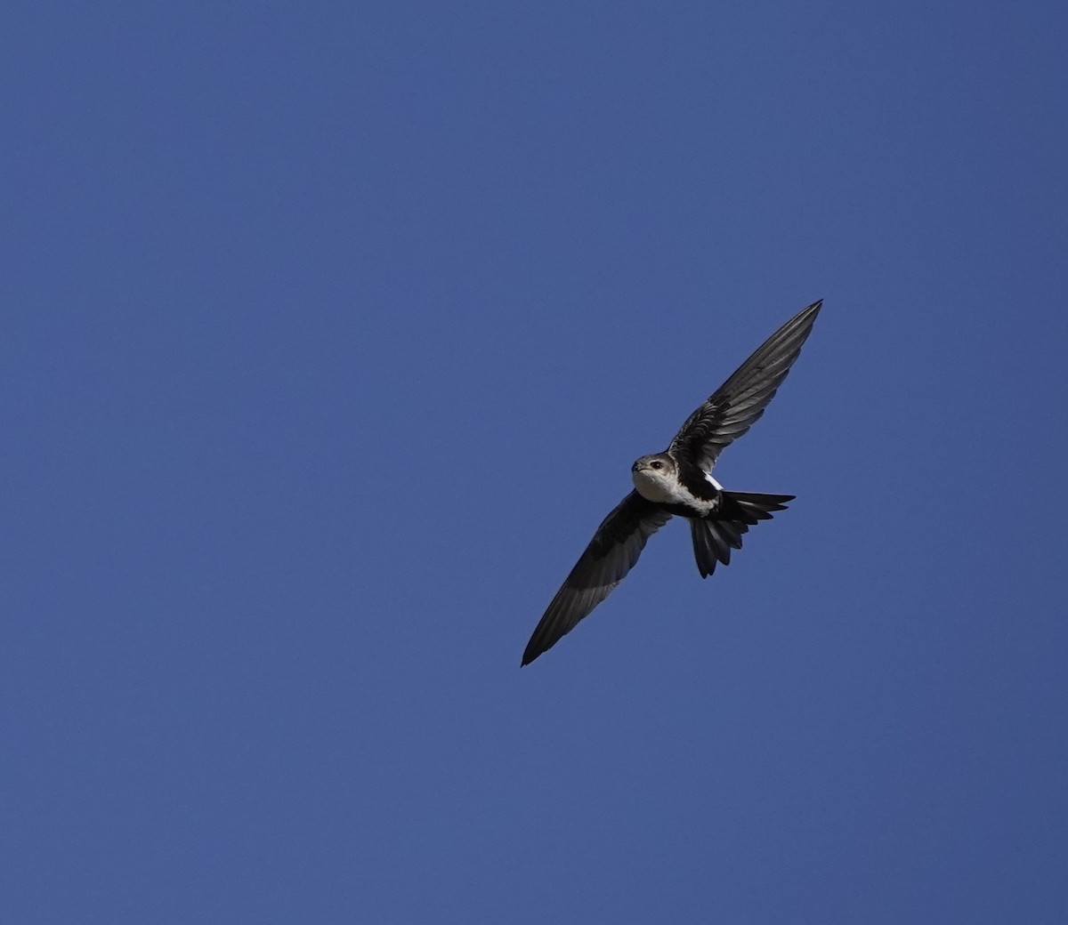 White-throated Swift - ML629230695