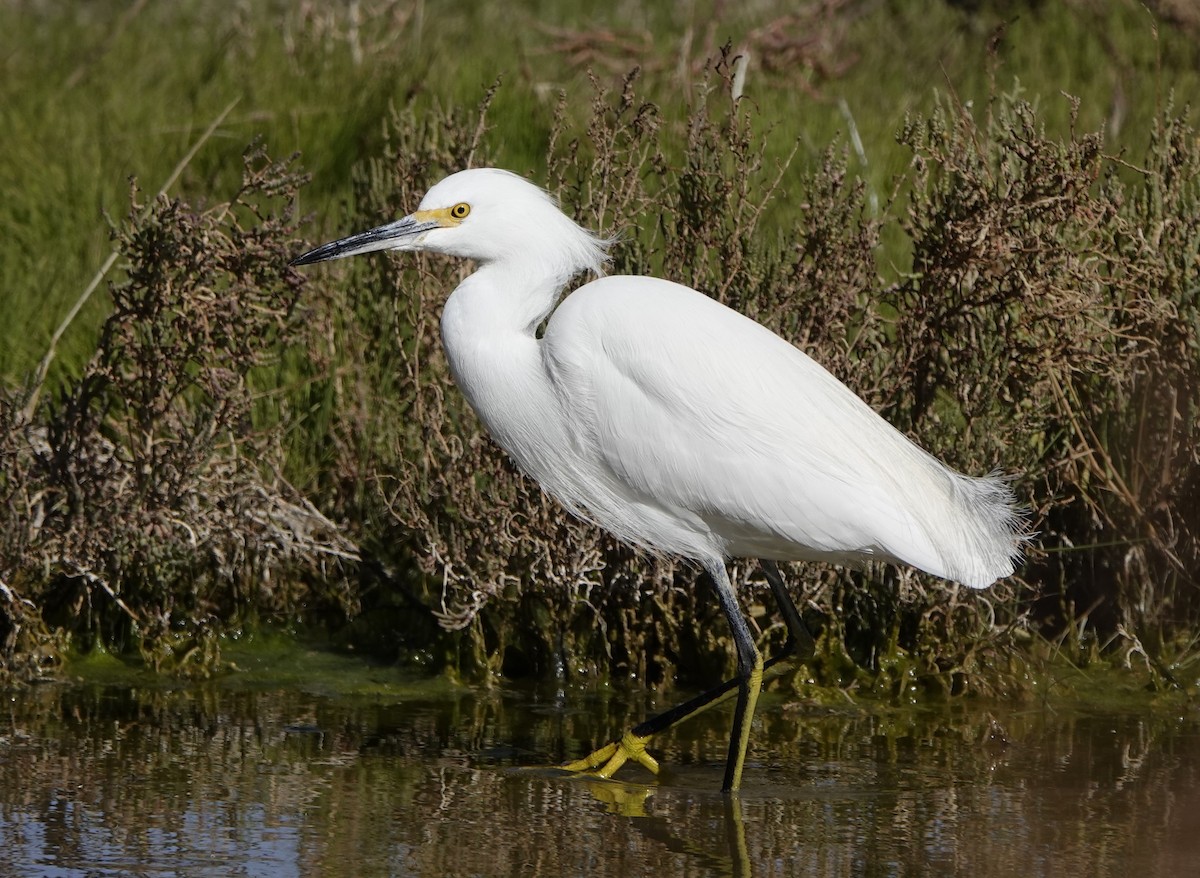 Snowy Egret - ML629230717