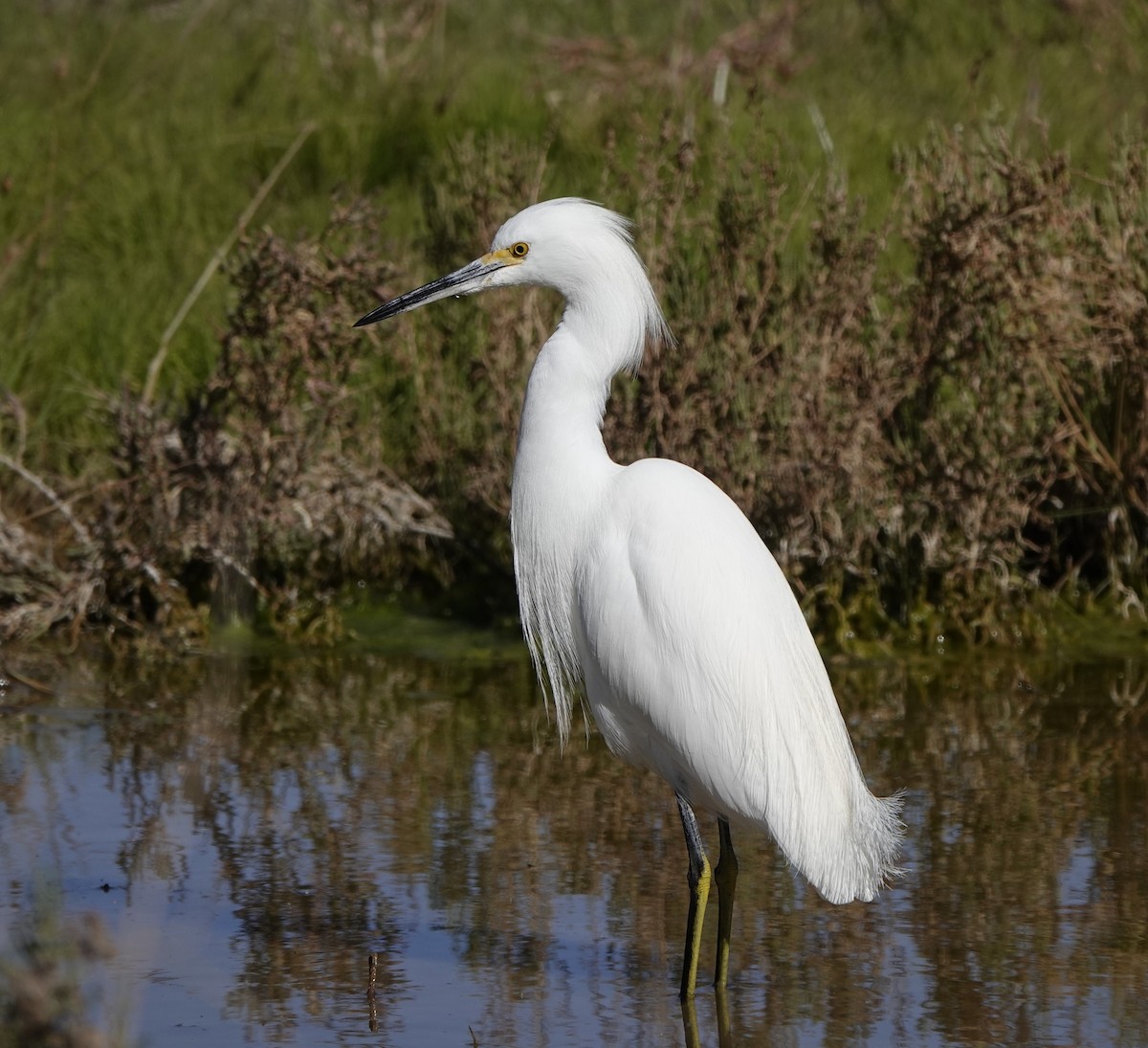 Snowy Egret - ML629230718