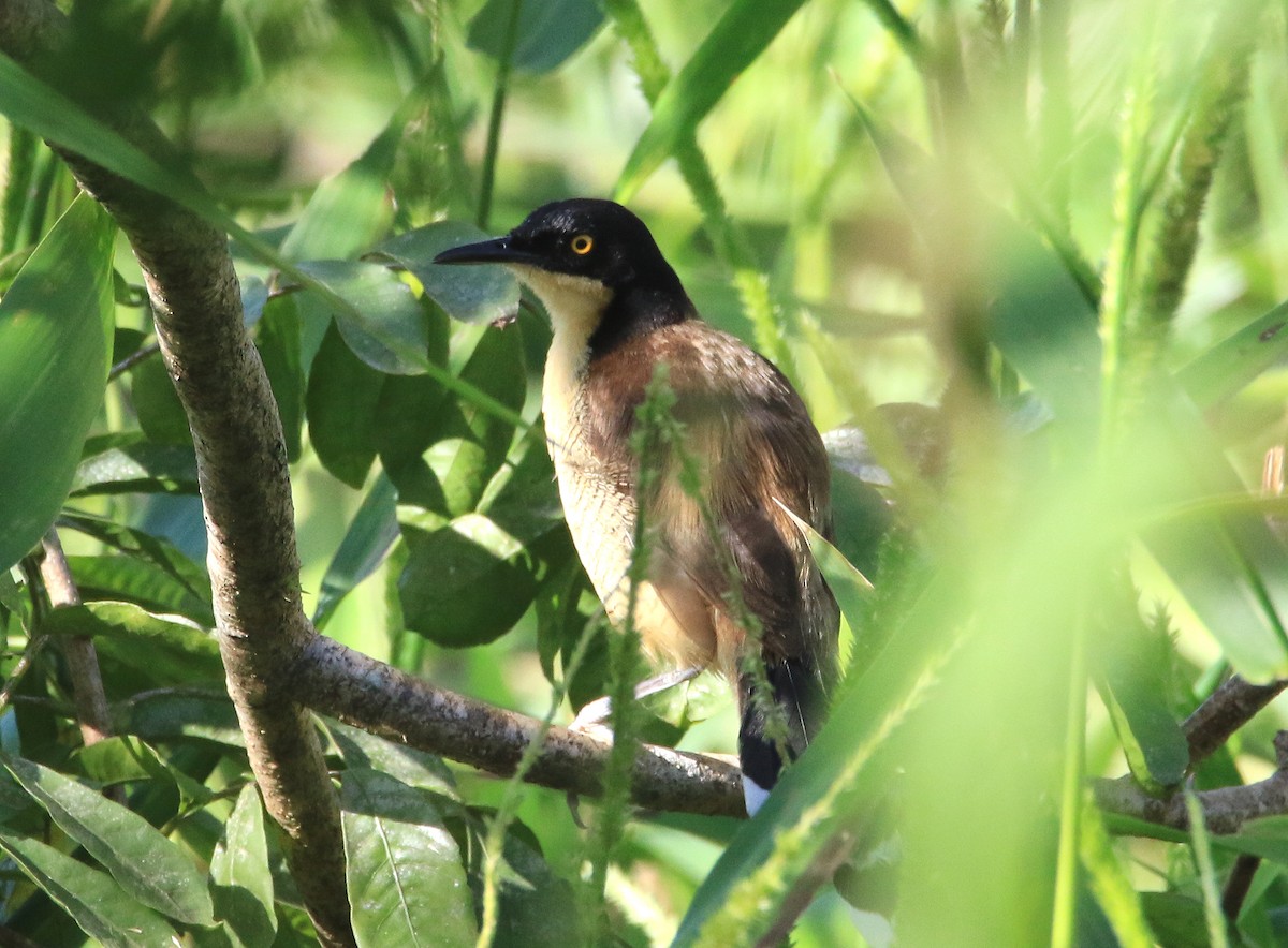 Black-capped Donacobius - ML629230900