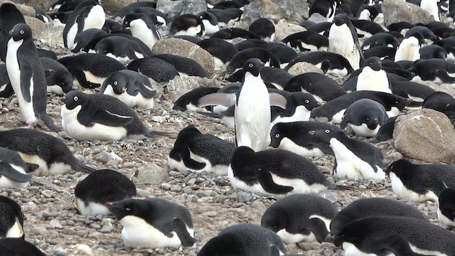 Adelie Penguin - ML629231000