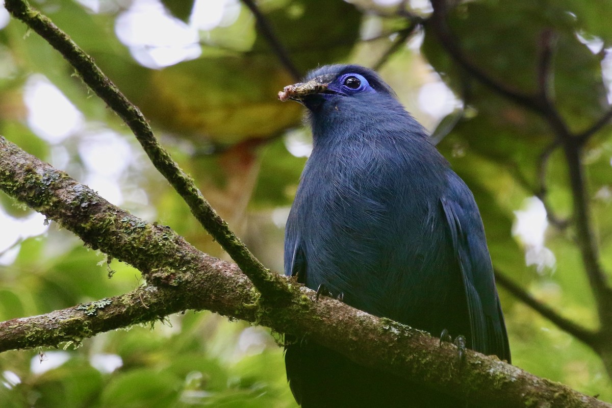 Blue Coua - ML629231055