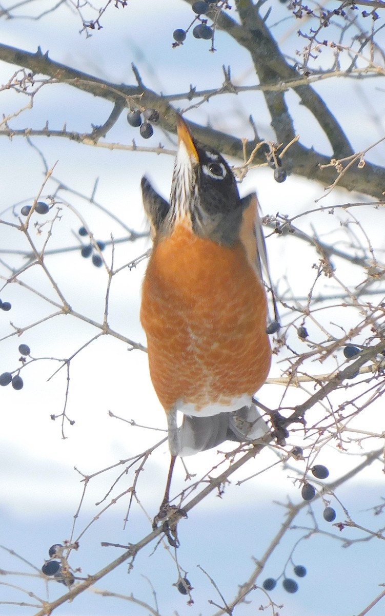 American Robin - ML629231074