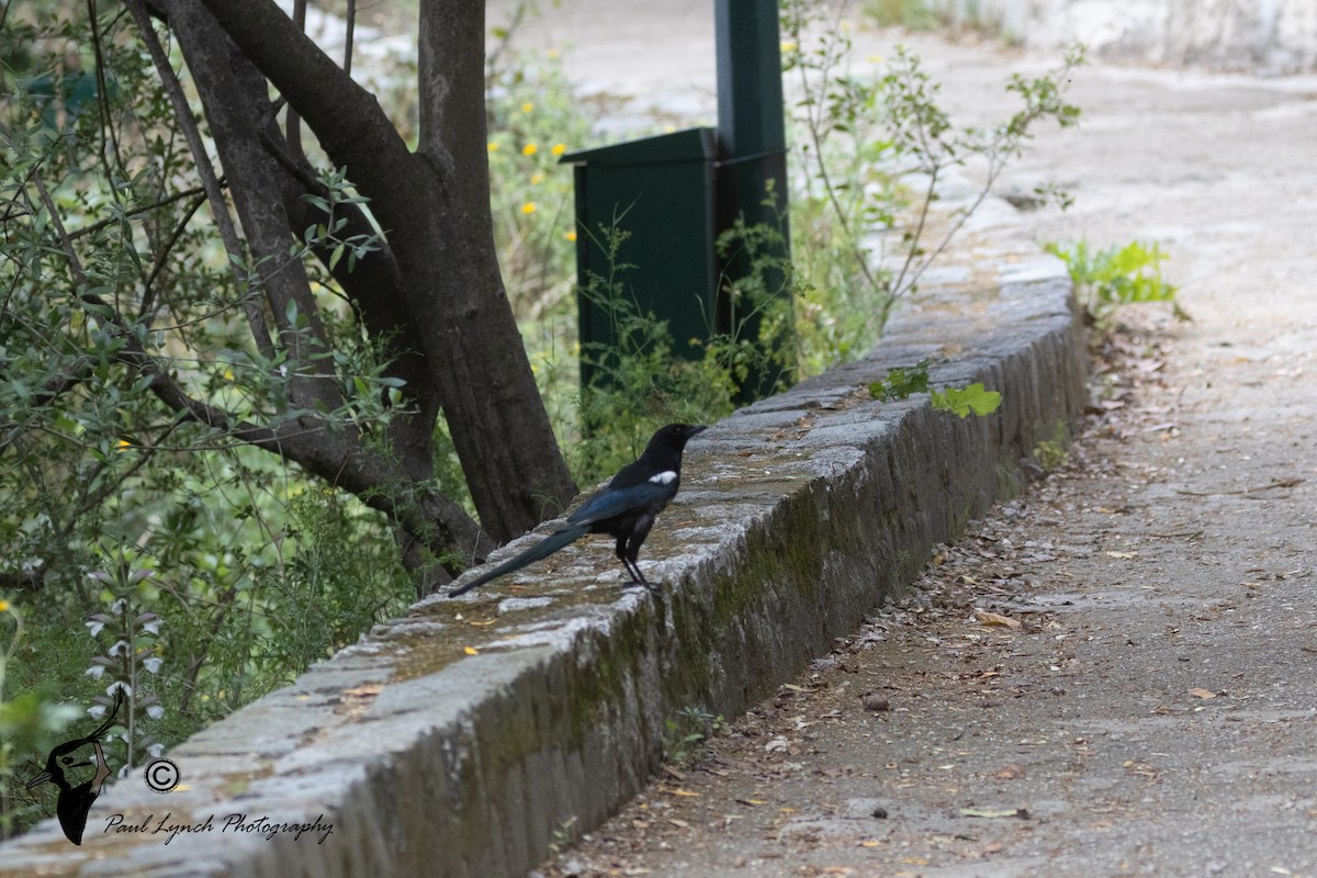 Eurasian Magpie (Eurasian) - ML629231285