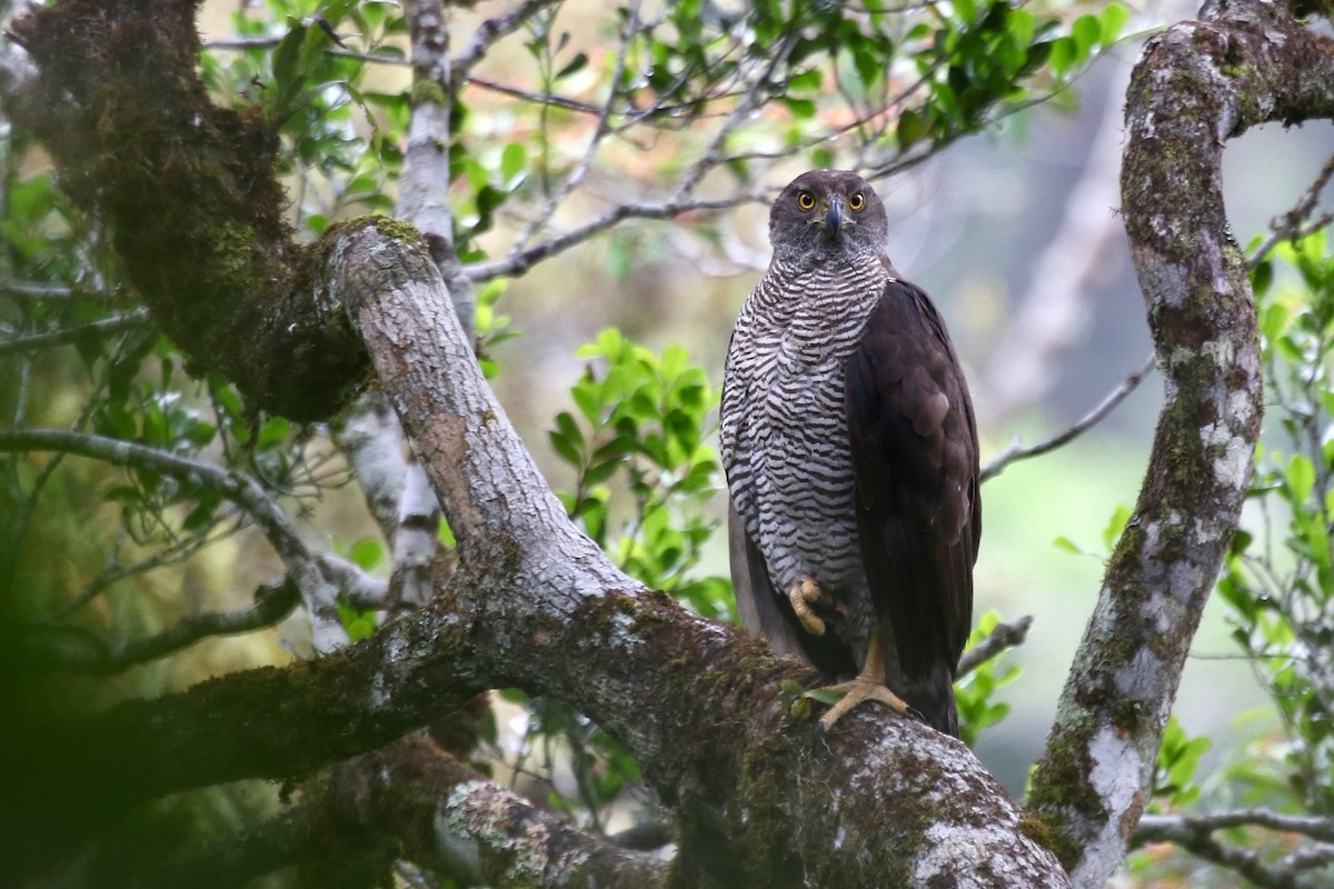 Henst's Goshawk - ML629231356