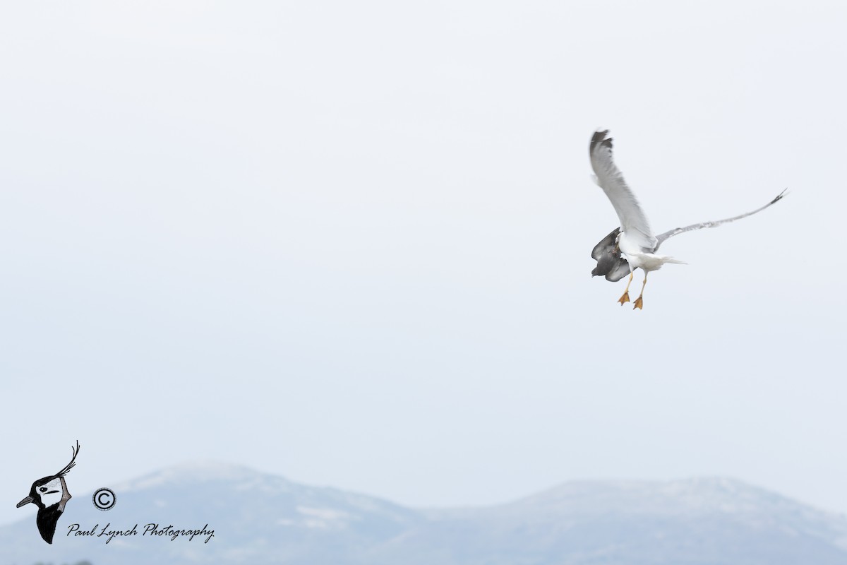 Yellow-legged Gull - ML629231488