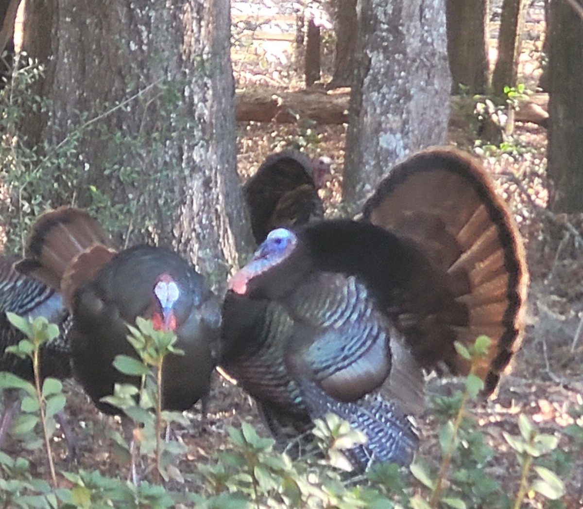 Wild Turkey - ML629232033