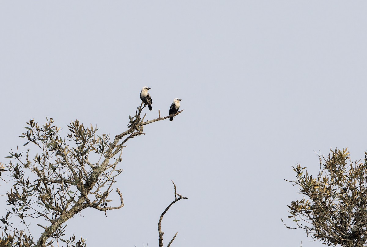 Ak Başlı Barbet [leucocephalus grubu] - ML629232073