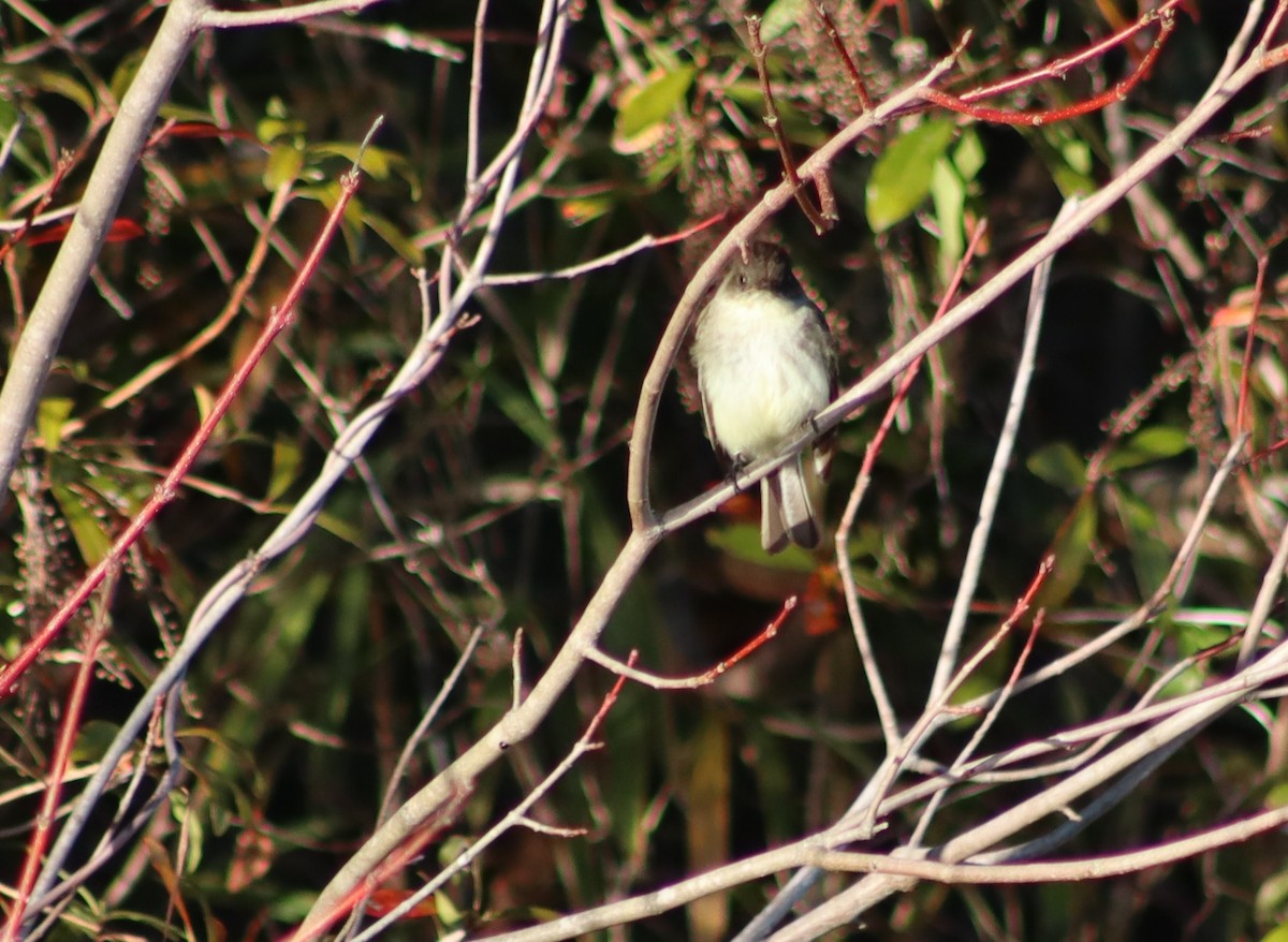Eastern Phoebe - ML629232101