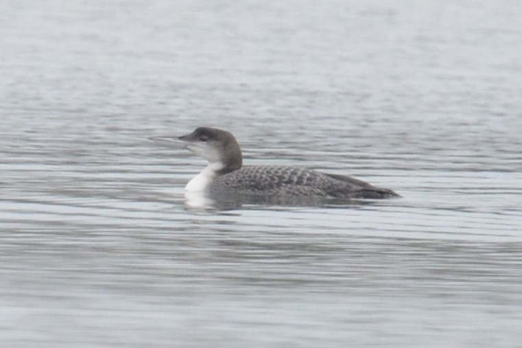 Common Loon - ML629232167