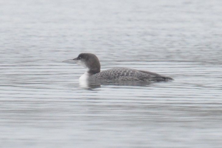 Common Loon - ML629232168