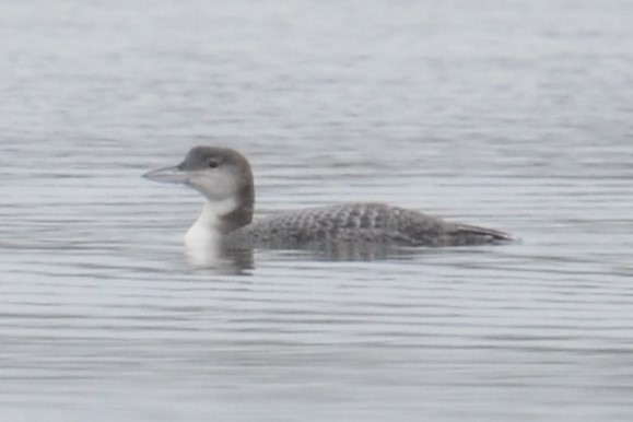 Common Loon - ML629232169