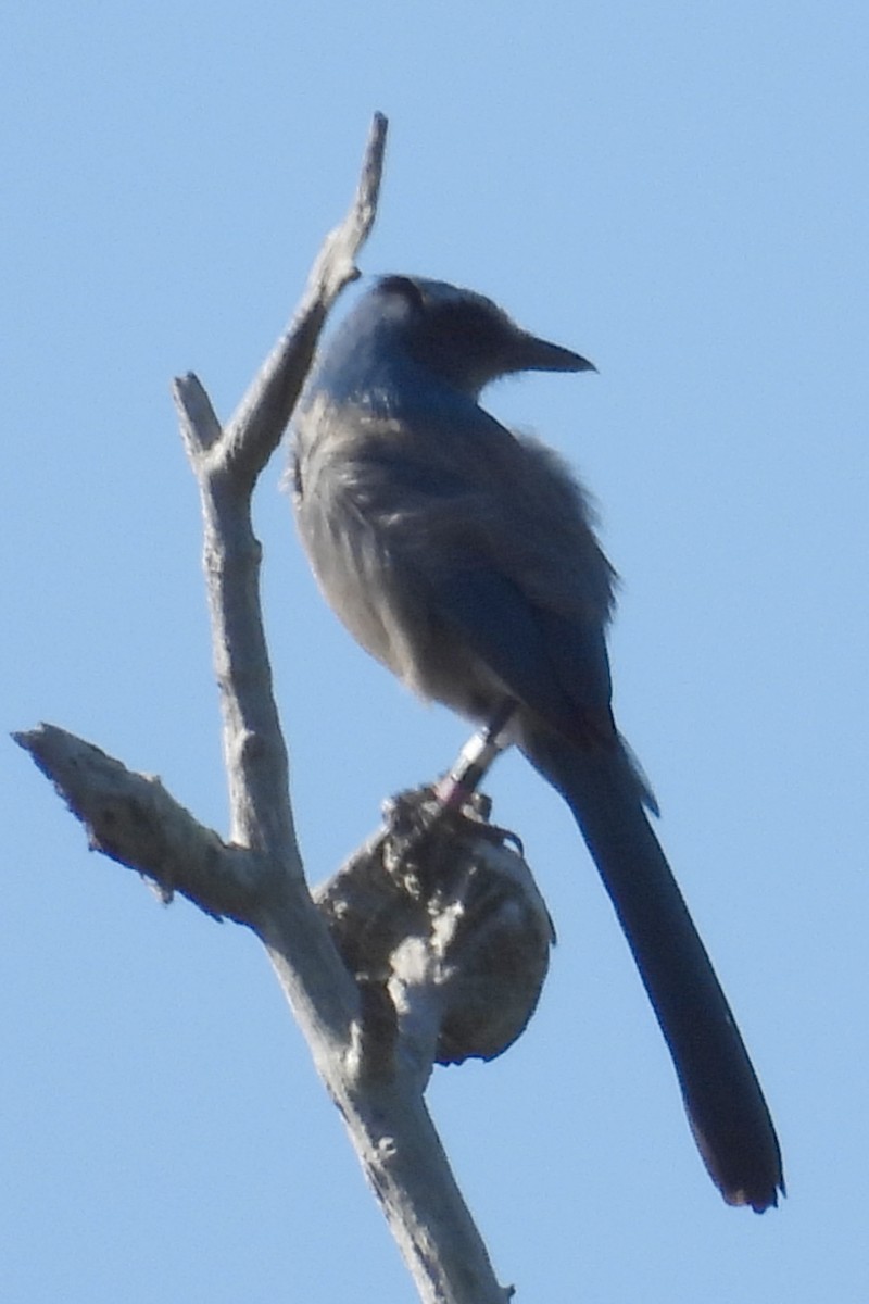 Florida Scrub-Jay - ML629232220
