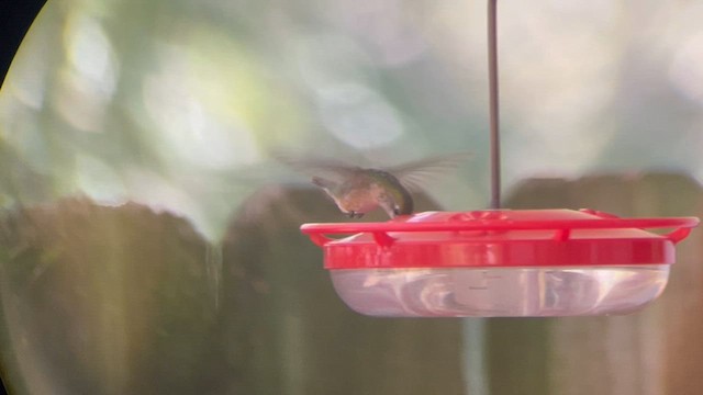 Calliope Hummingbird - ML629232231