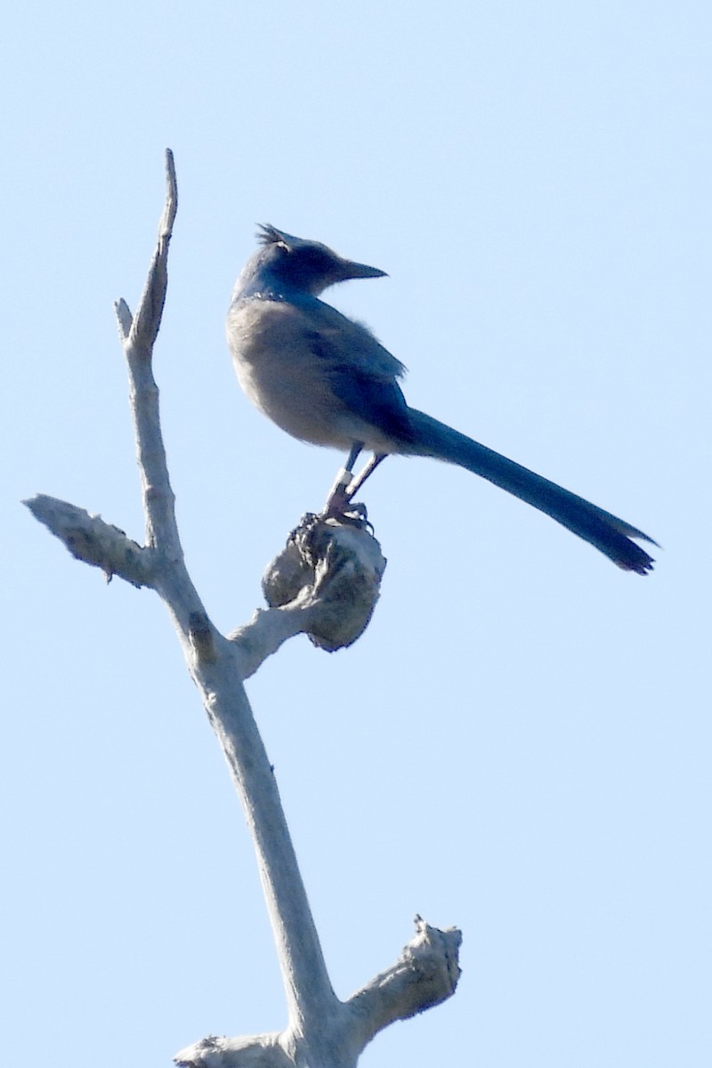 Florida Scrub-Jay - ML629232251
