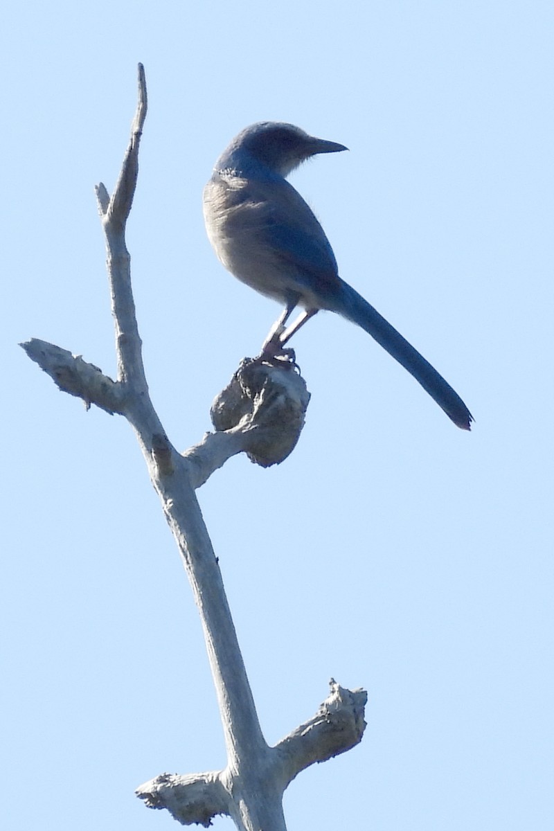 Florida Scrub-Jay - ML629232252