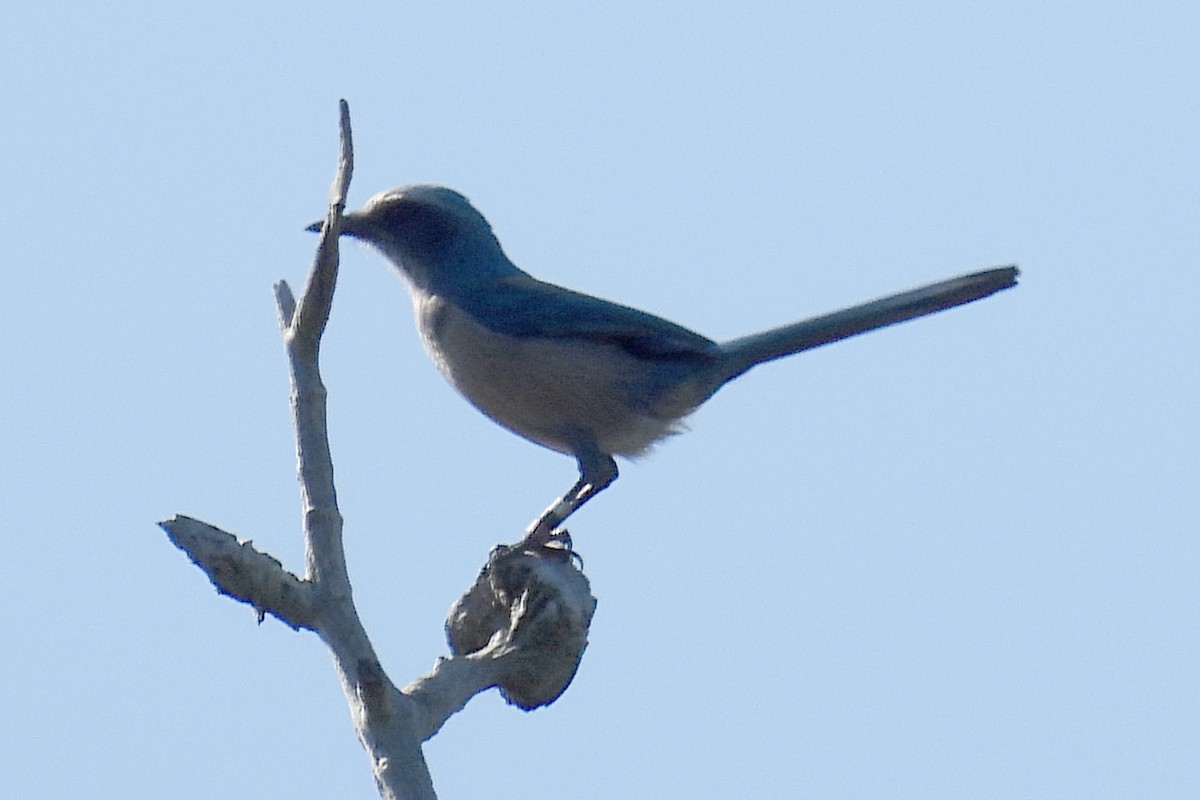 Florida Scrub-Jay - ML629232253