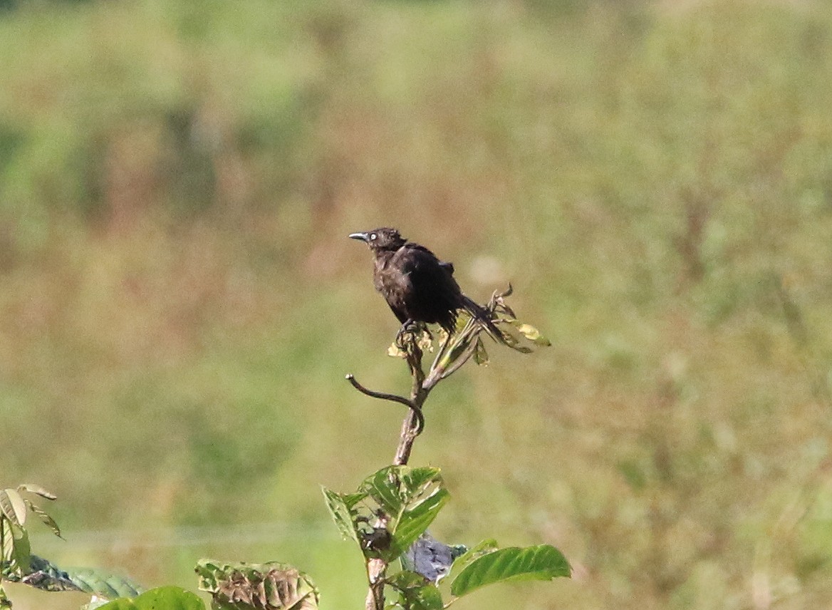 Carib Grackle - ML629232348
