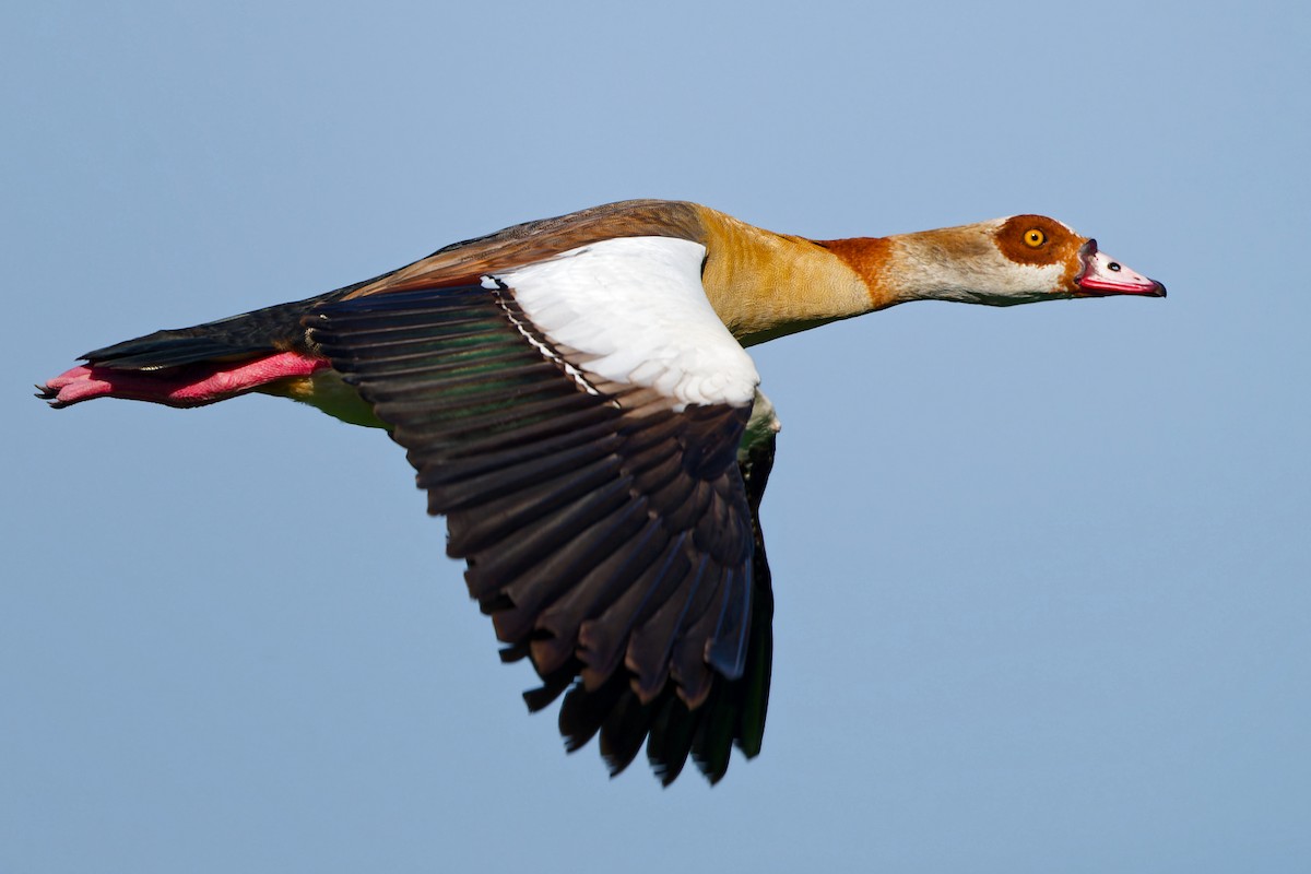 Nilgans - ML629232373