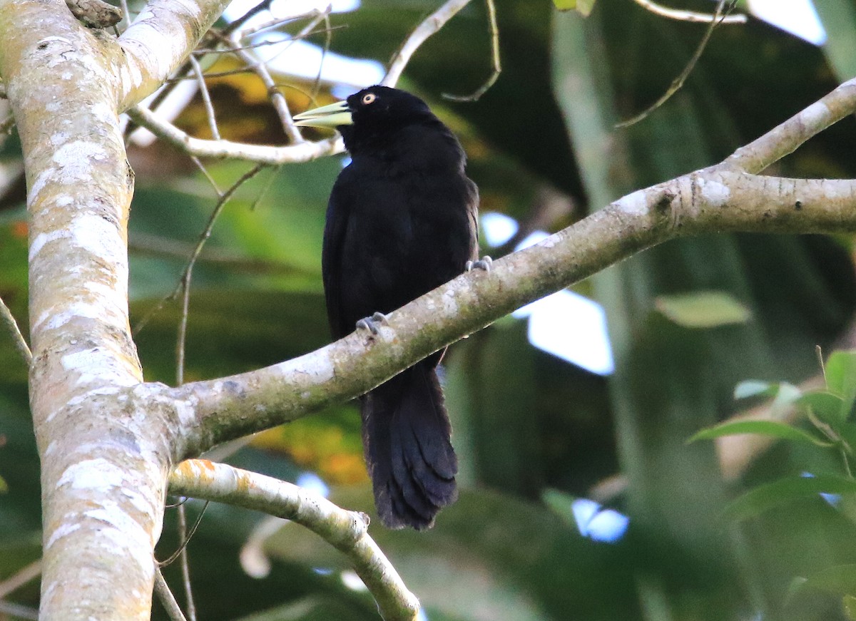 Yellow-billed Cacique - ML629232427