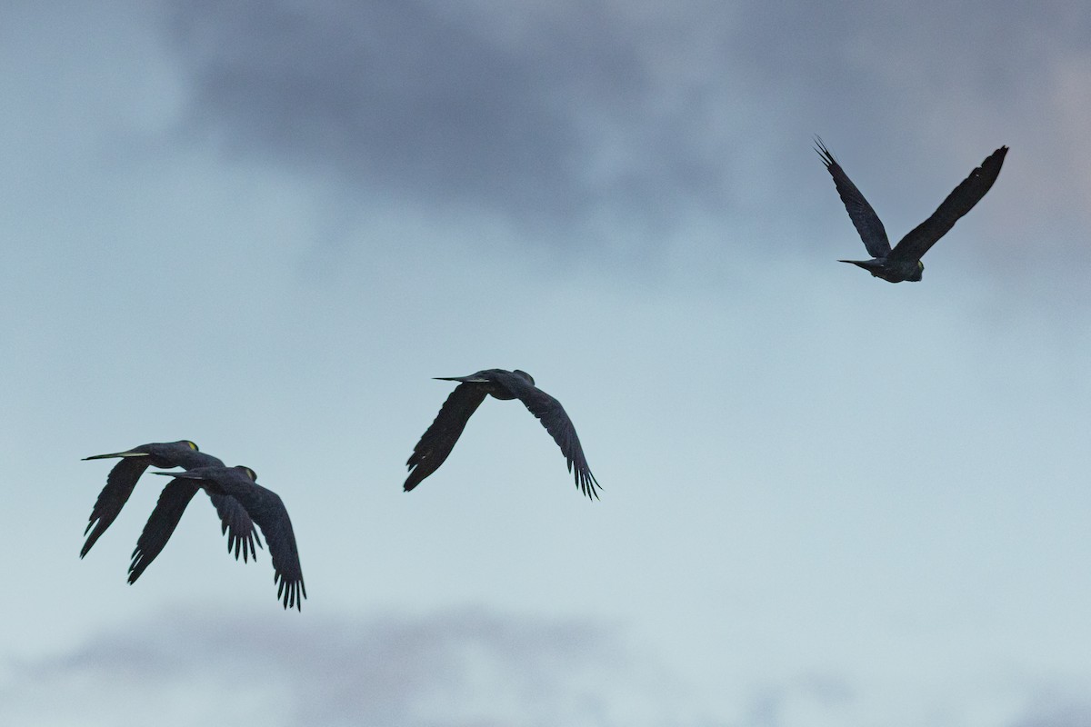 Yellow-tailed Black-Cockatoo - ML629232734