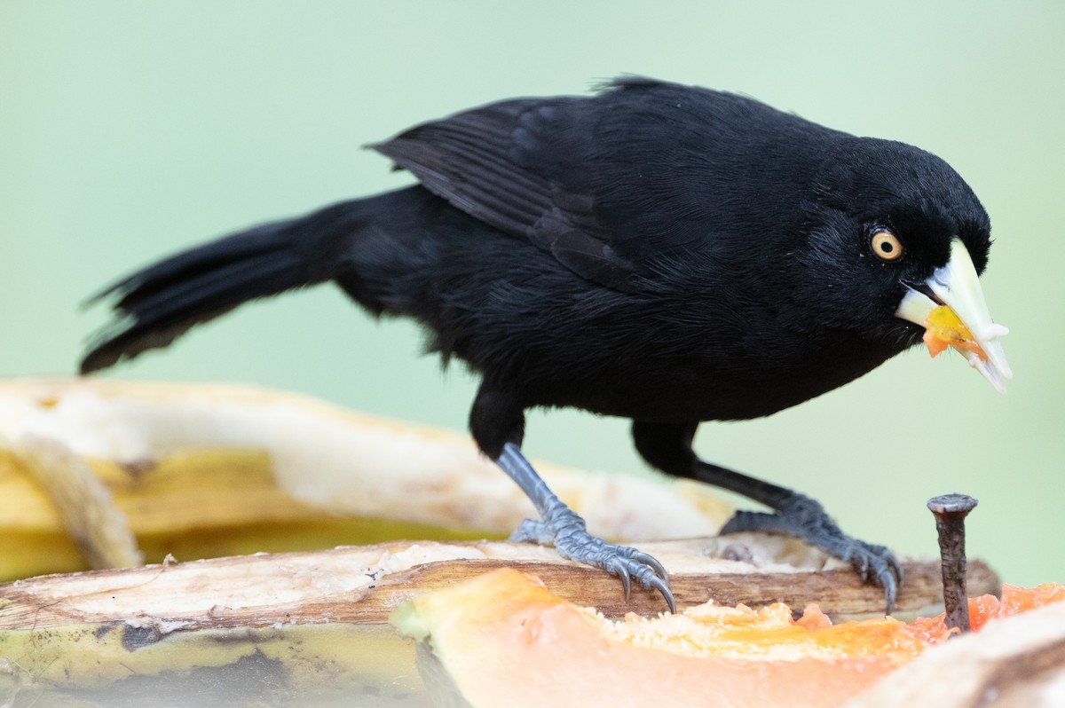 Yellow-billed Cacique - ML629232836