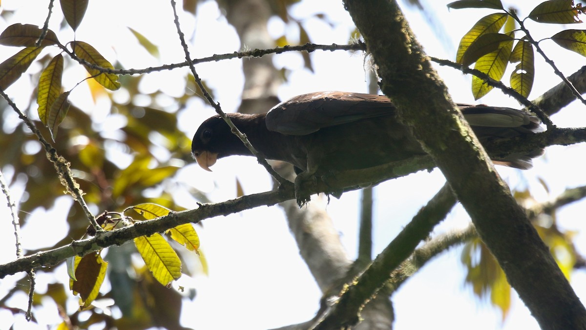 Lesser Vasa Parrot - ML629233162