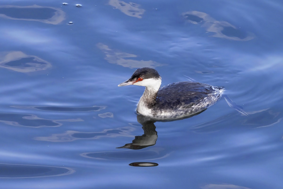Horned Grebe - ML629233489