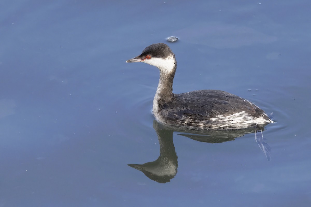 Horned Grebe - ML629233493