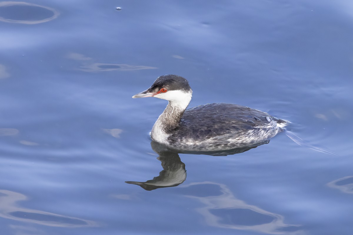 Horned Grebe - ML629233495