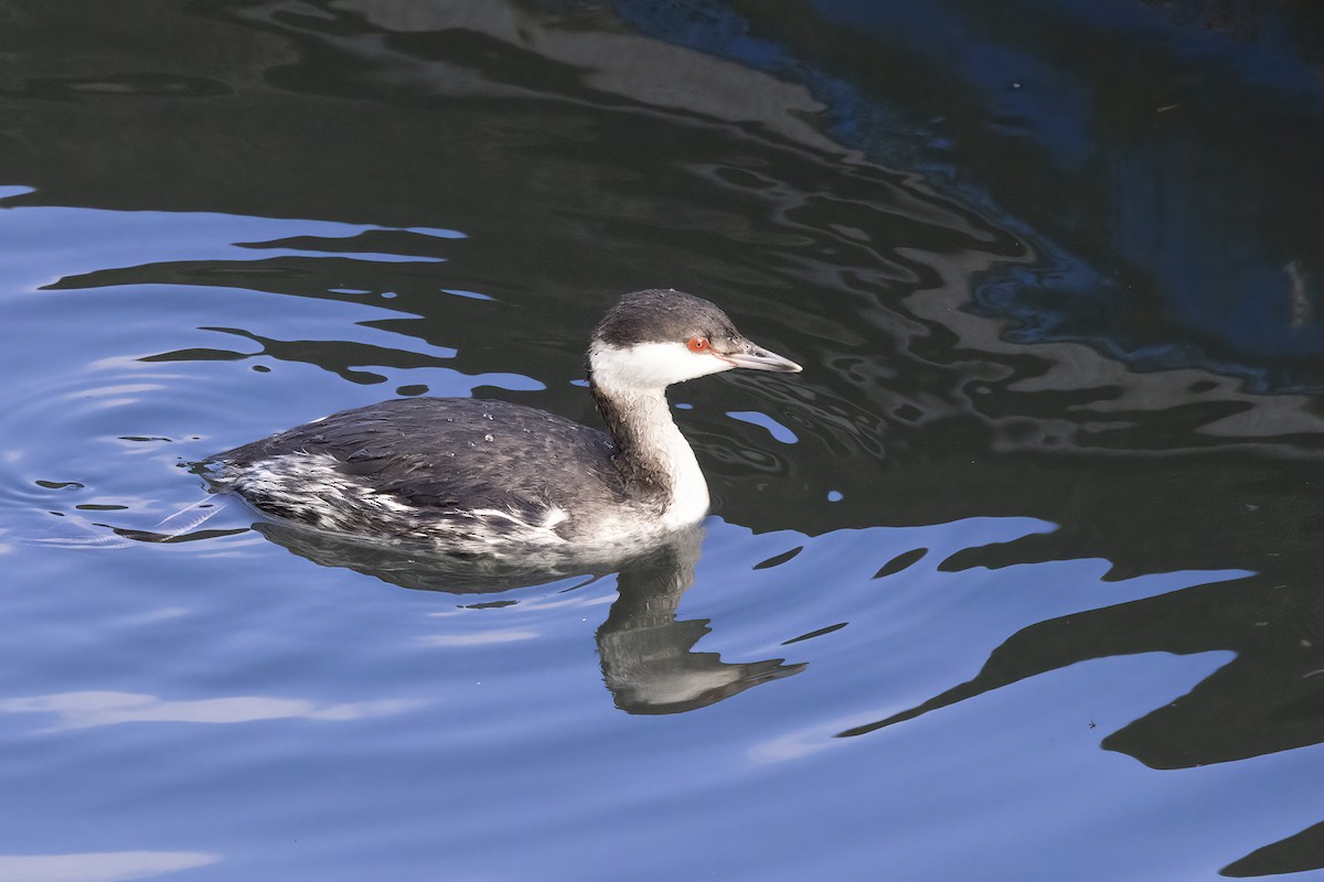 Horned Grebe - ML629233496