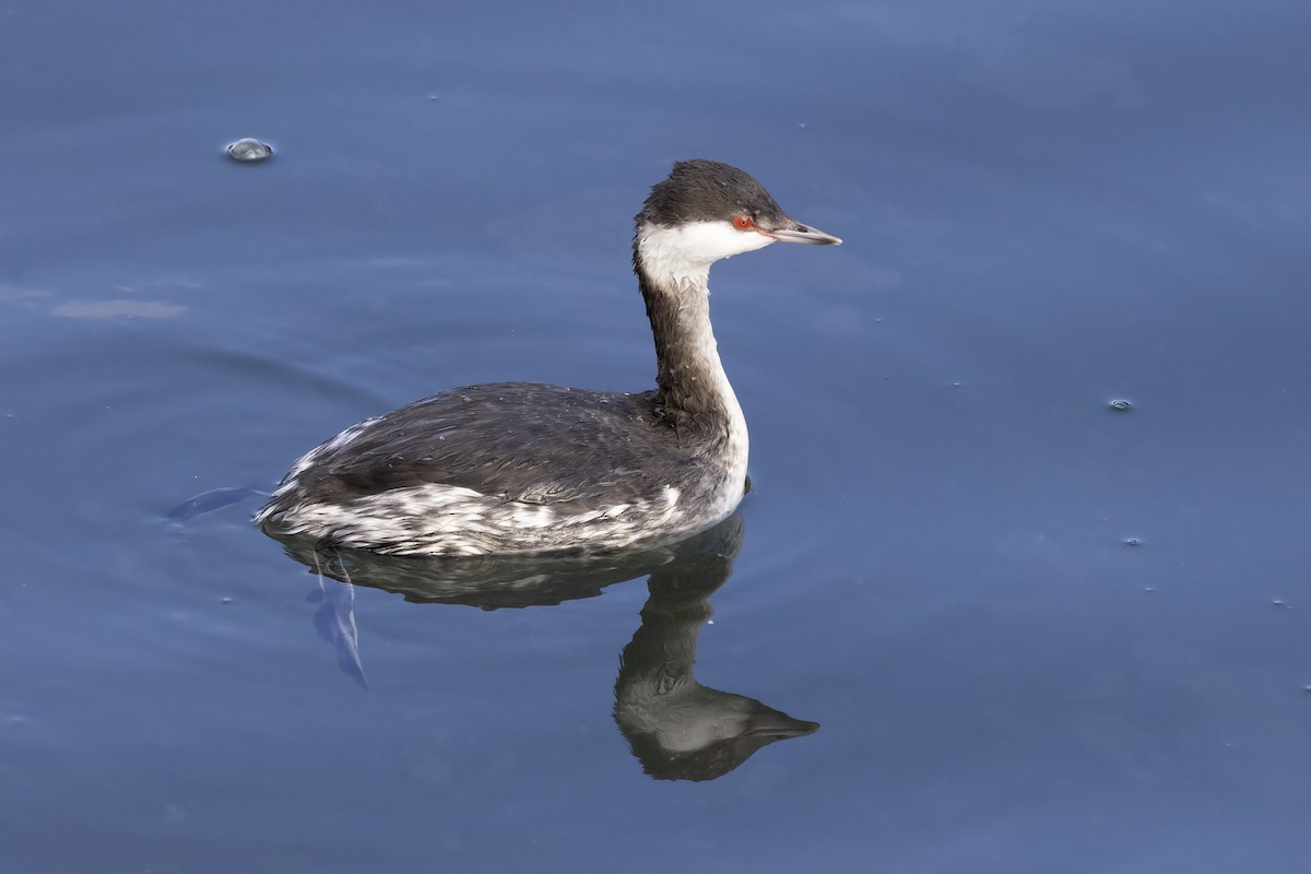Horned Grebe - ML629233498