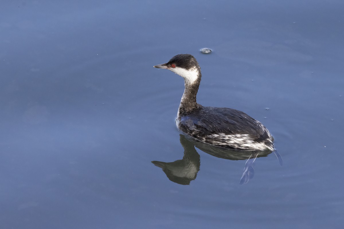 Horned Grebe - ML629233501