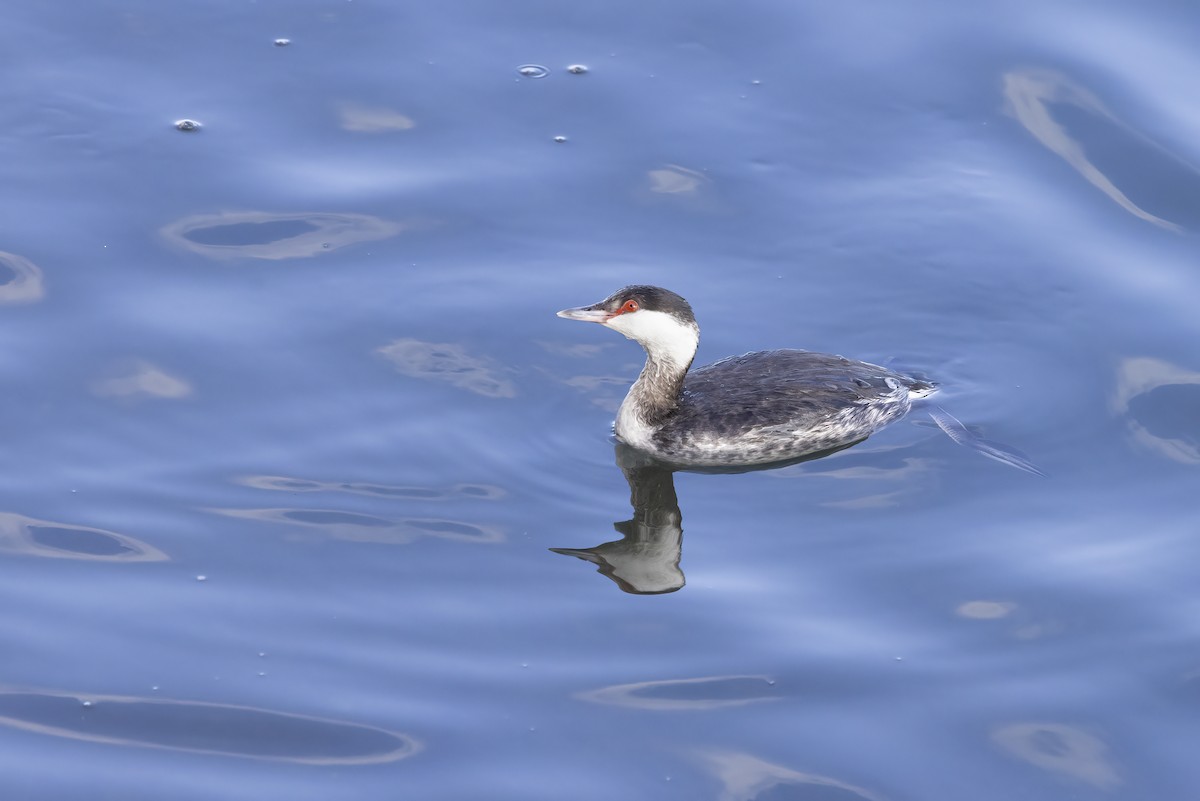 Horned Grebe - ML629233536